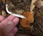 Spindeliger Wasserkopf, Foto 11