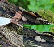Blutmilchpilz, Foto 18