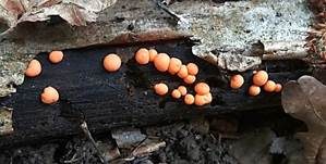 Blutmilchpilz, Foto 23