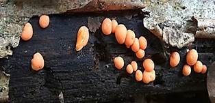 Blutmilchpilz, Foto 25