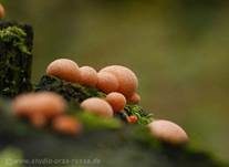 Blutmilchpilz, Foto 36
