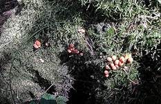 Blutmilchpilz, Foto 38