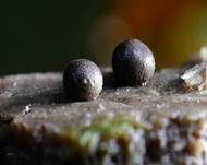 Blutmilchpilz, Foto 40