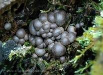 Blutmilchpilz, Foto 6