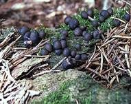 Blutmilchpilz, Foto 9