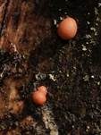 Blutmilchpilz, Foto 87