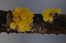 Spindelsporiger Becherling, Foto 5