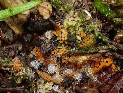 Spindelsporiges Aggregatbecherchen, Foto 4