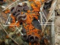 Spindelsporiges Aggregatbecherchen, Foto 7
