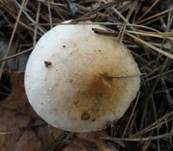 Spitzbasiger Dickfuß, Foto 5