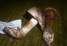 Spitzbasiger Dickfuß, Foto 7
