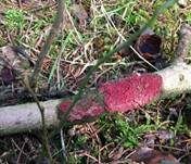 Blutroter Borstenscheibling, Foto 14