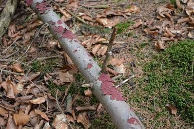 Blutroter Borstenscheibling, Foto 5