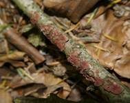 Blutroter Borstenscheibling, Foto 11