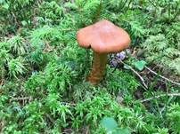 Spitzgebuckelter Raukopf, Foto 13