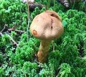 Spitzgebuckelter Raukopf, Foto 22