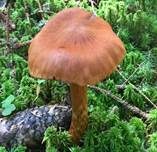 Spitzgebuckelter Raukopf, Foto 30