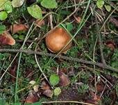 Spitzgebuckelter Raukopf, Foto 6