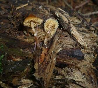 Spitzhütiger Häubling, Foto 2