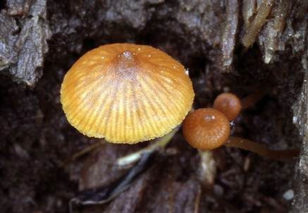 Spitzhütiger Häubling, Foto 3