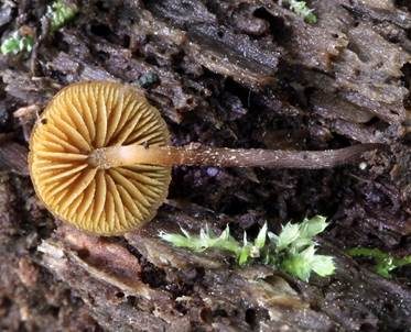Spitzhütiger Häubling, Foto 5