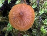 Spitzhütiger Häubling, Foto 7