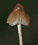 Spitzkegeliger Kahlkopf, Foto 35