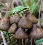 Spitzkegeliger Kahlkopf, Foto 53