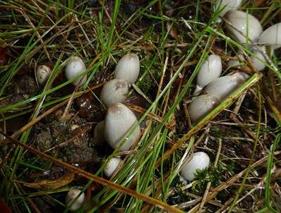 Spitzkegeliger Tintling, Foto 2