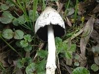 Spitzkegeliger Tintling, Foto 14