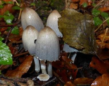 Spitzkegeliger Tintling, Foto 5