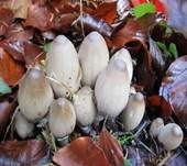 Spitzkegeliger Tintling, Foto 6
