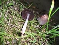 Spitzkegeliger Tintling, Foto 9