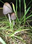 Spitzkegeliger Tintling, Foto 11