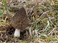 Spitzmorchel, Foto 13