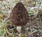 Spitzmorchel, Foto 23