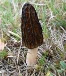 Spitzmorchel, Foto 32