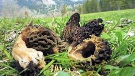 Spitzmorchel, Foto 47