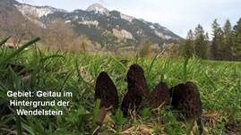 Spitzmorchel, Foto 49