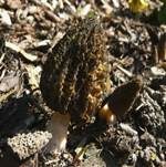 Spitzmorchel, Foto 11