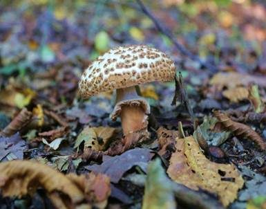 Spitzschuppiger Schirmling, Foto 2