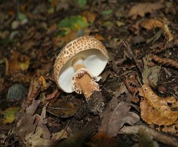 Spitzschuppiger Schirmling, Foto 3