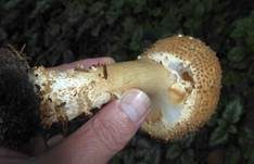 Spitzschuppiger Schirmling, Foto 16