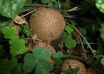 Spitzschuppiger Schirmling, Foto 18
