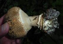 Spitzschuppiger Schirmling, Foto 19