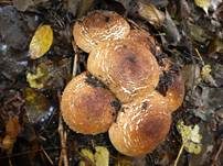 Spitzschuppiger Schirmling, Foto 20
