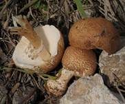 Spitzschuppiger Schirmling, Foto 21