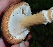Spitzschuppiger Schirmling, Foto 31