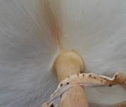 Spitzschuppiger Schirmling, Foto 34
