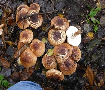 Spitzschuppiger Schirmling, Foto 6